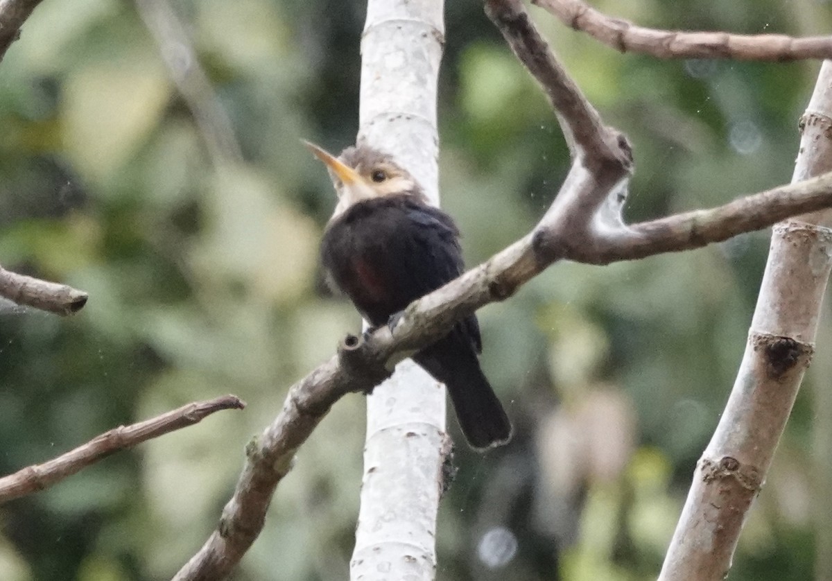 White-throated Jacamar - ML638178859