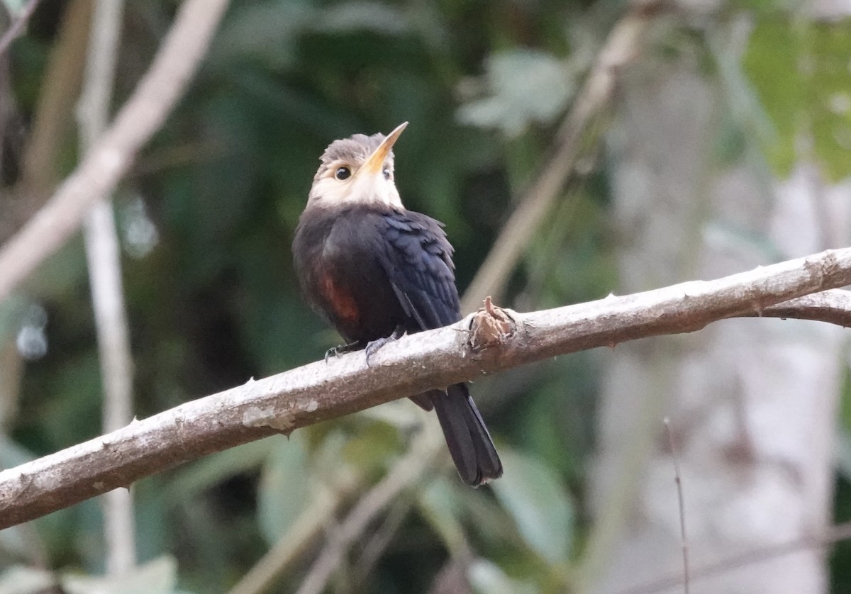 White-throated Jacamar - ML638178860