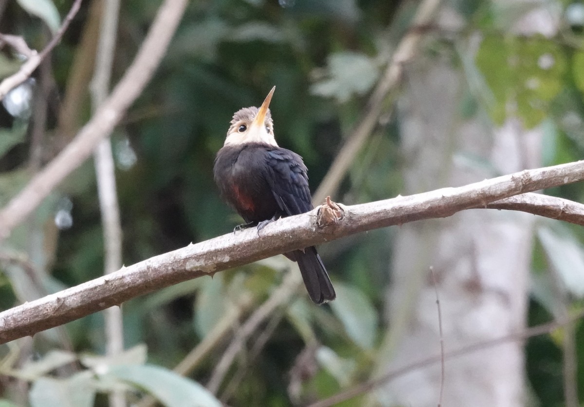 White-throated Jacamar - ML638178861