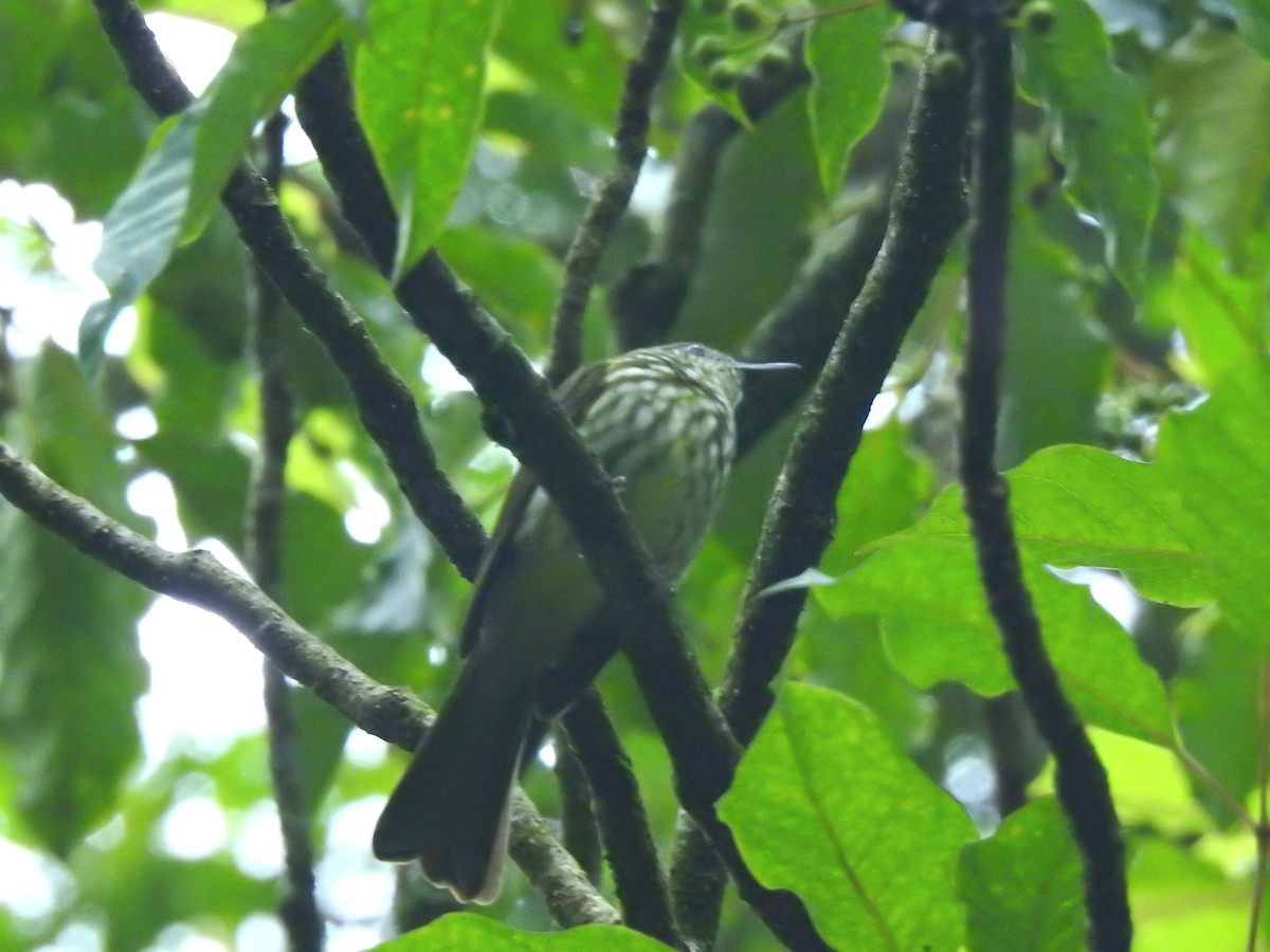 Javan Bulbul - ML638178878