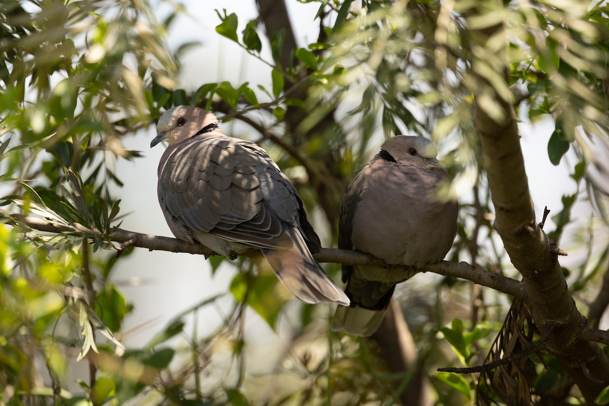 Red-eyed Dove - ML638178935