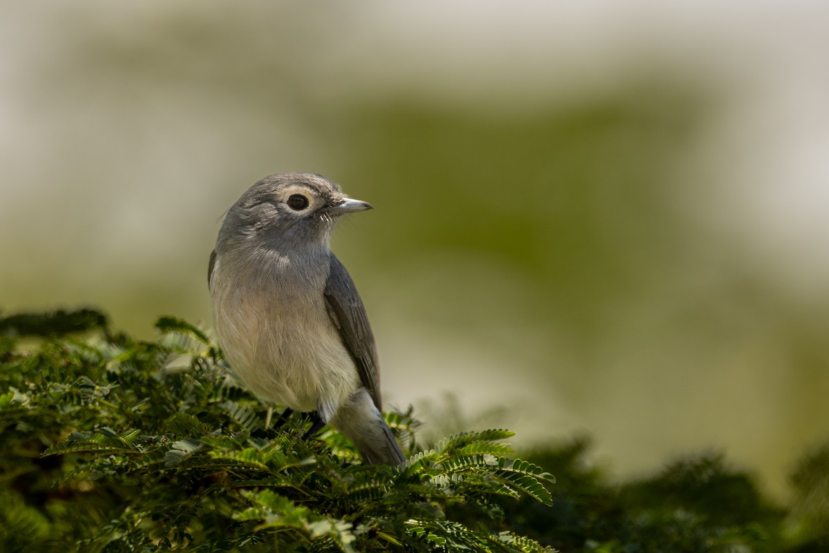 White-eyed Slaty-Flycatcher - ML638178973