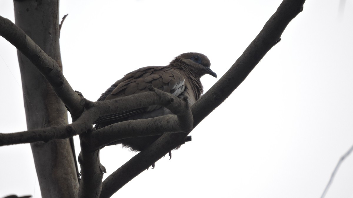 West Peruvian Dove - ML638178988