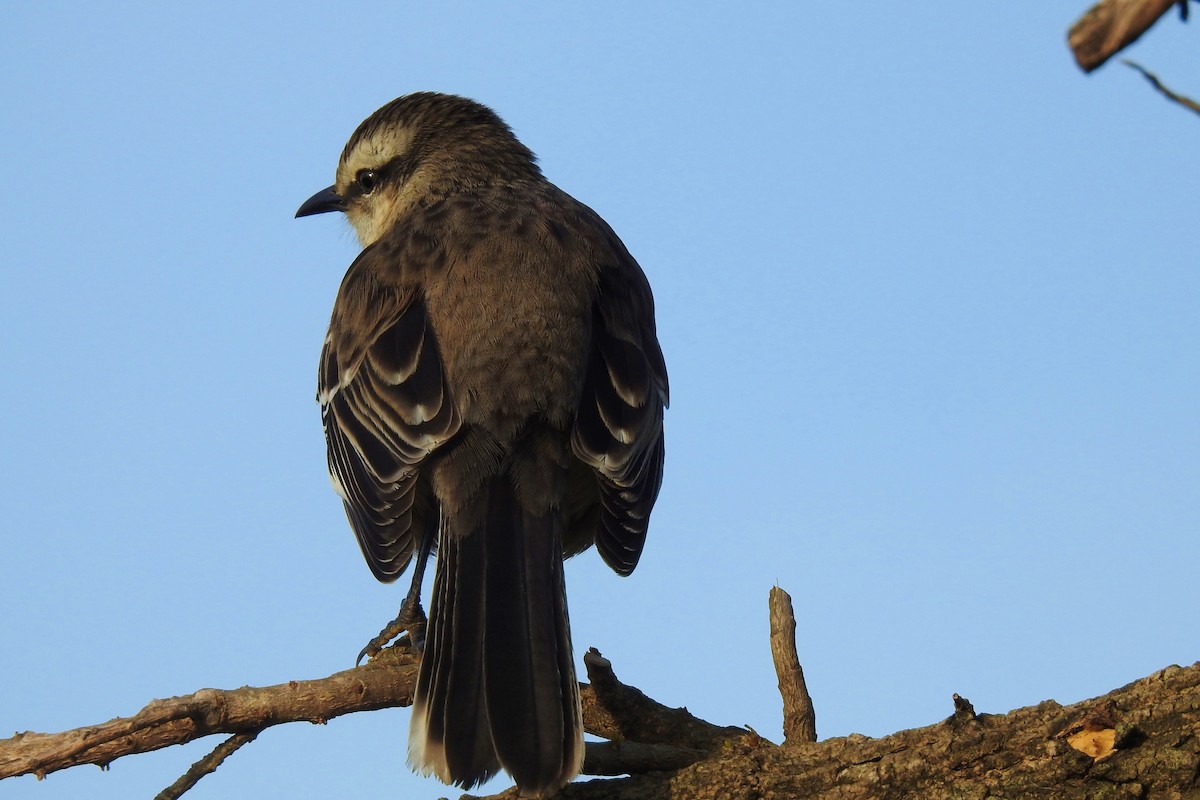 Chalk-browed Mockingbird - ML638179008