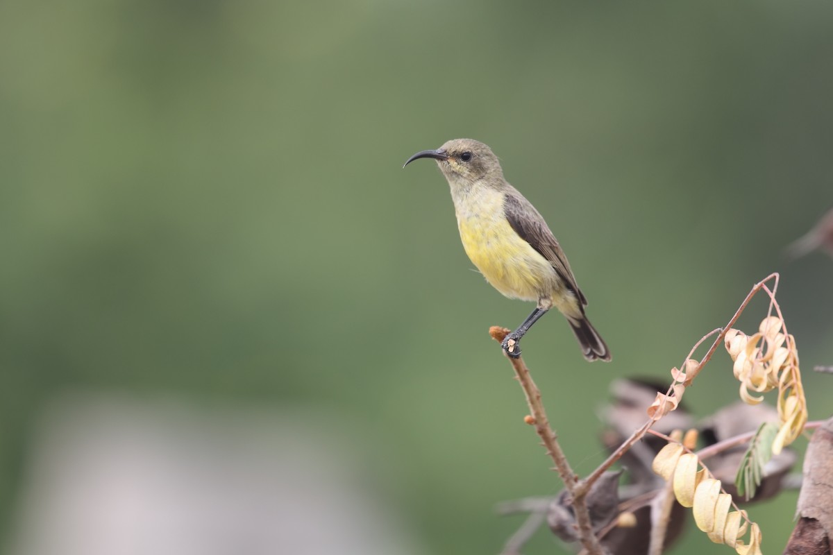 Variable Sunbird - ML638179015