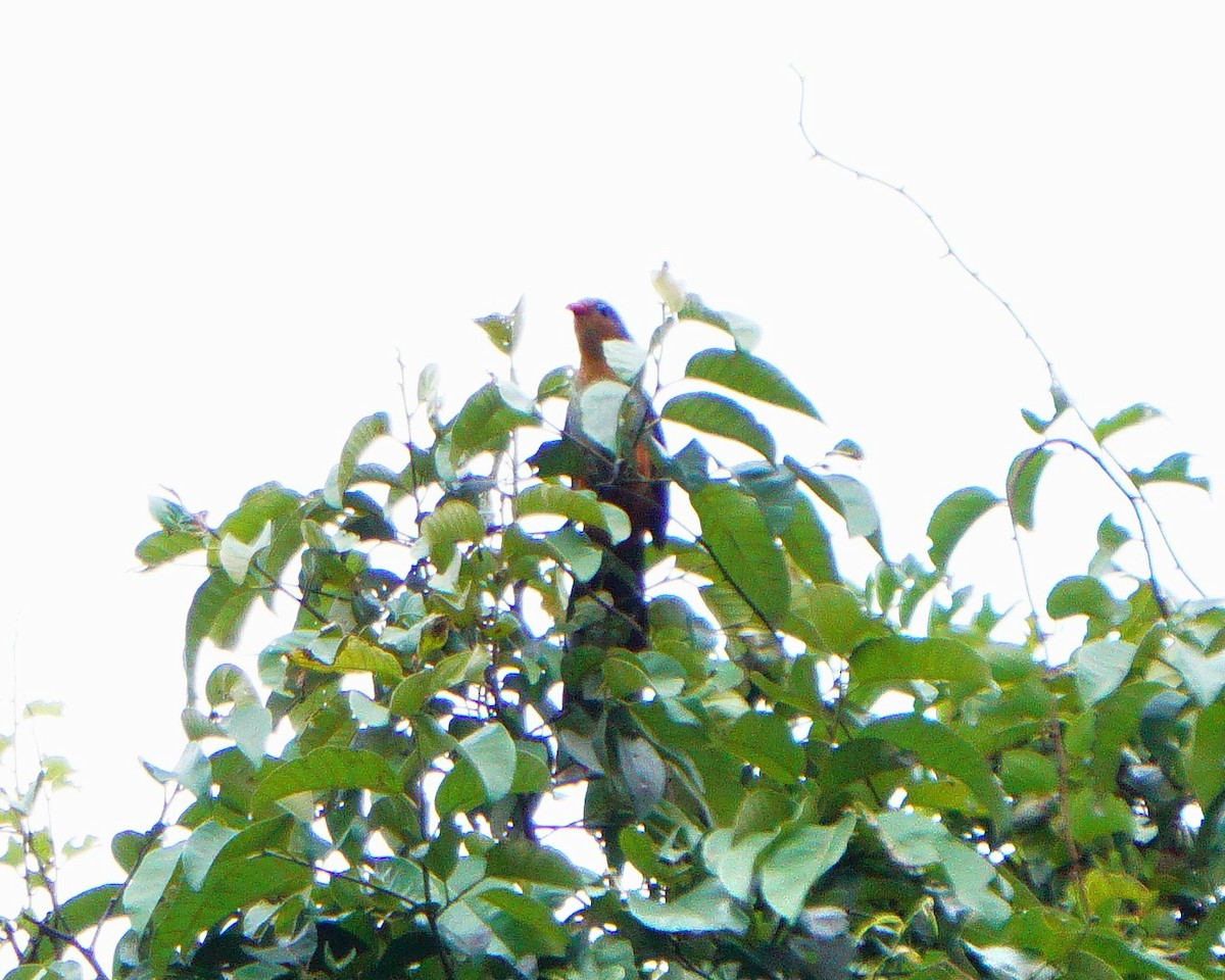 Red-billed Malkoha - ML638179021