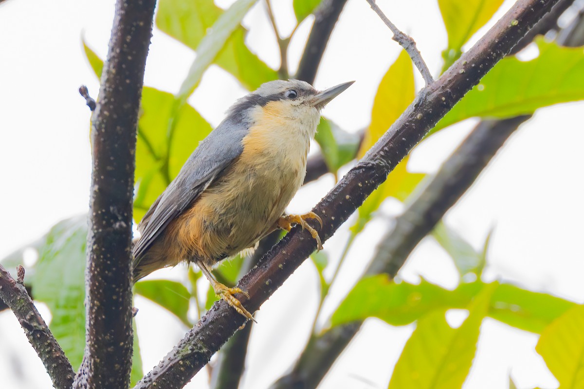 White-tailed Nuthatch - ML638179053