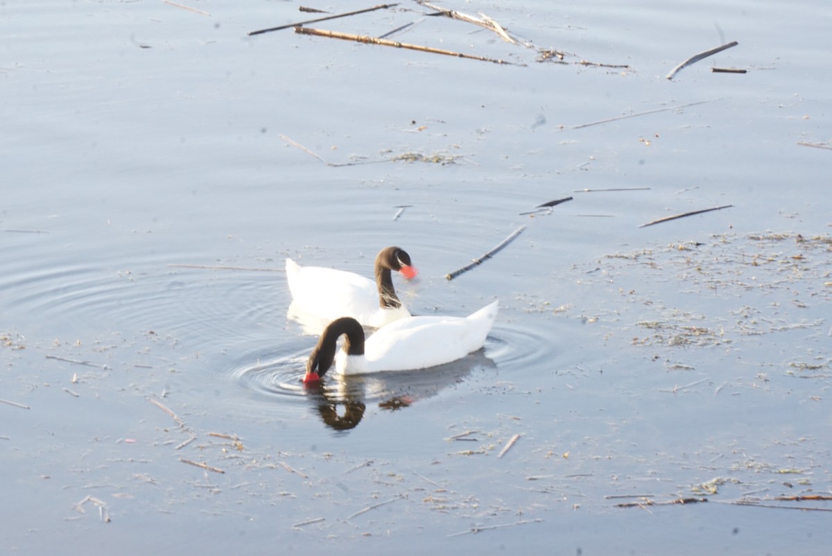 Black-necked Swan - ML638179063