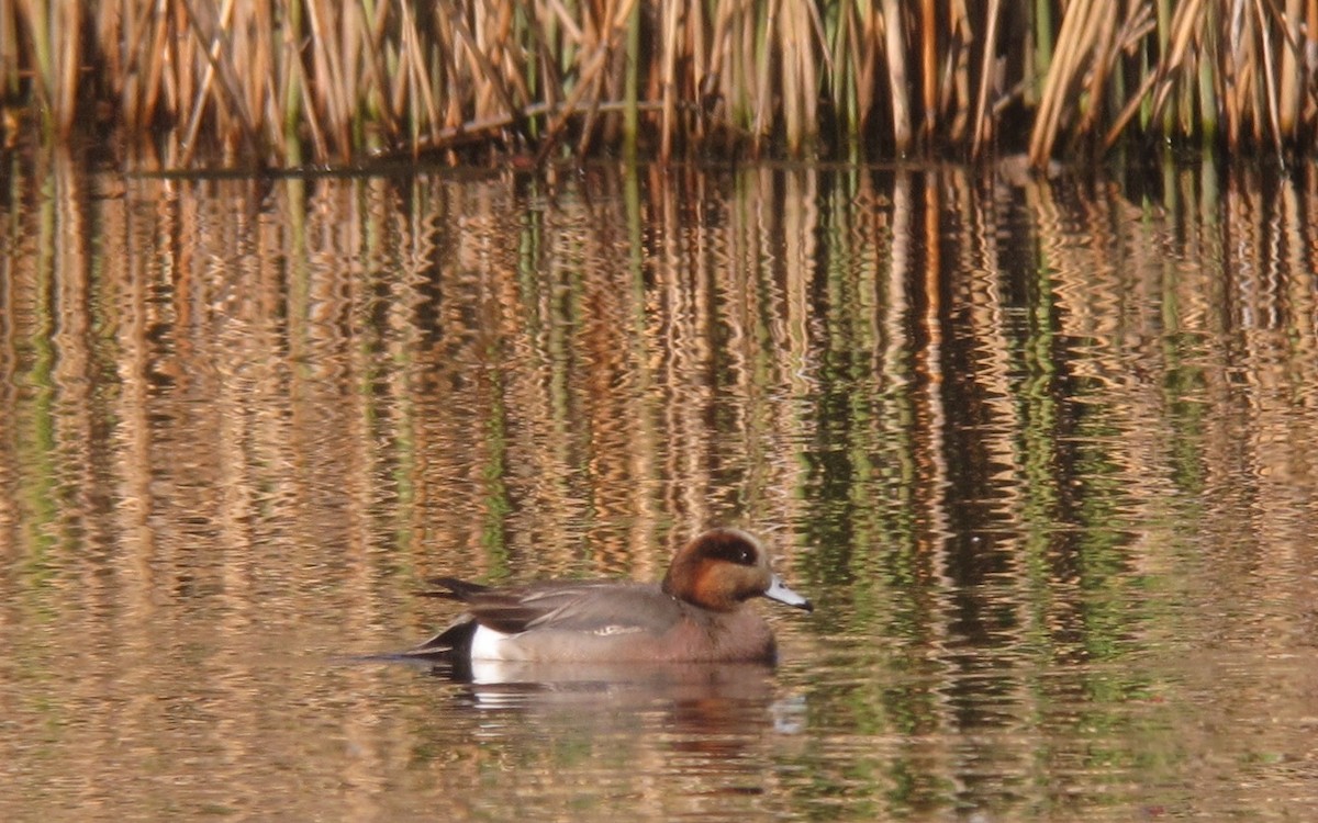 Eurasian x American Wigeon (hybrid) - ML638179068