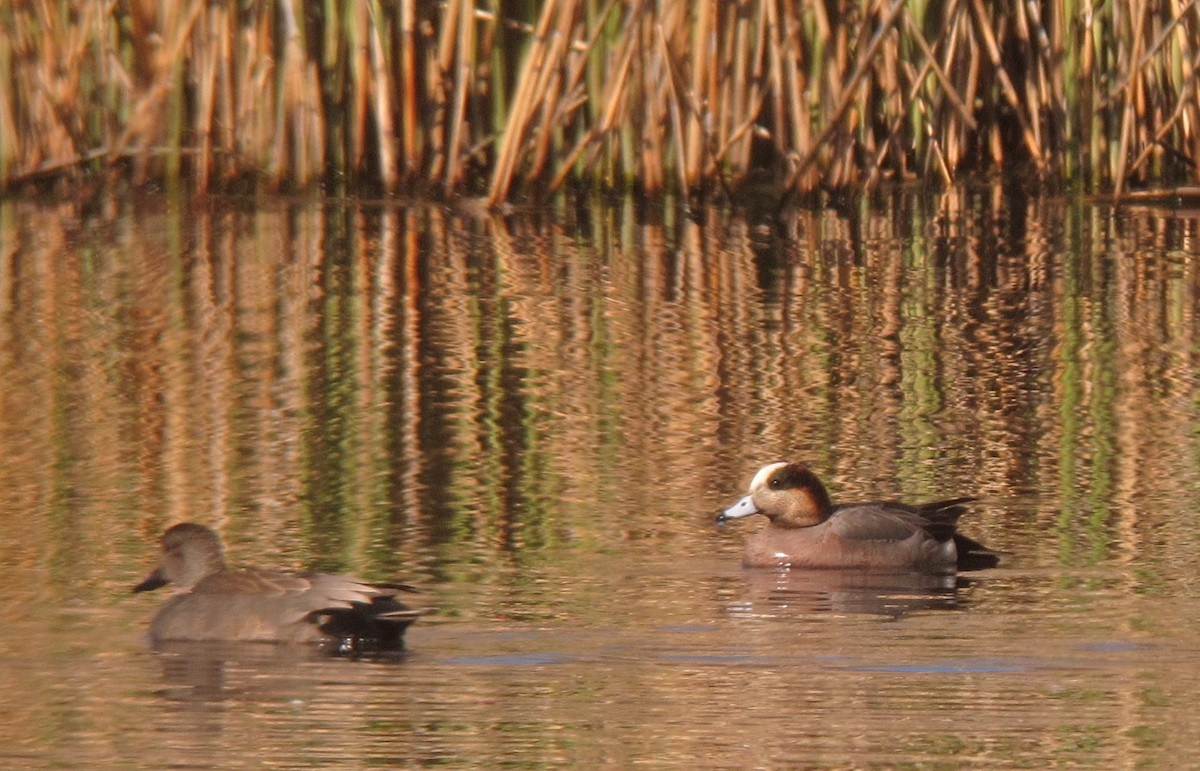 Eurasian x American Wigeon (hybrid) - ML638179069