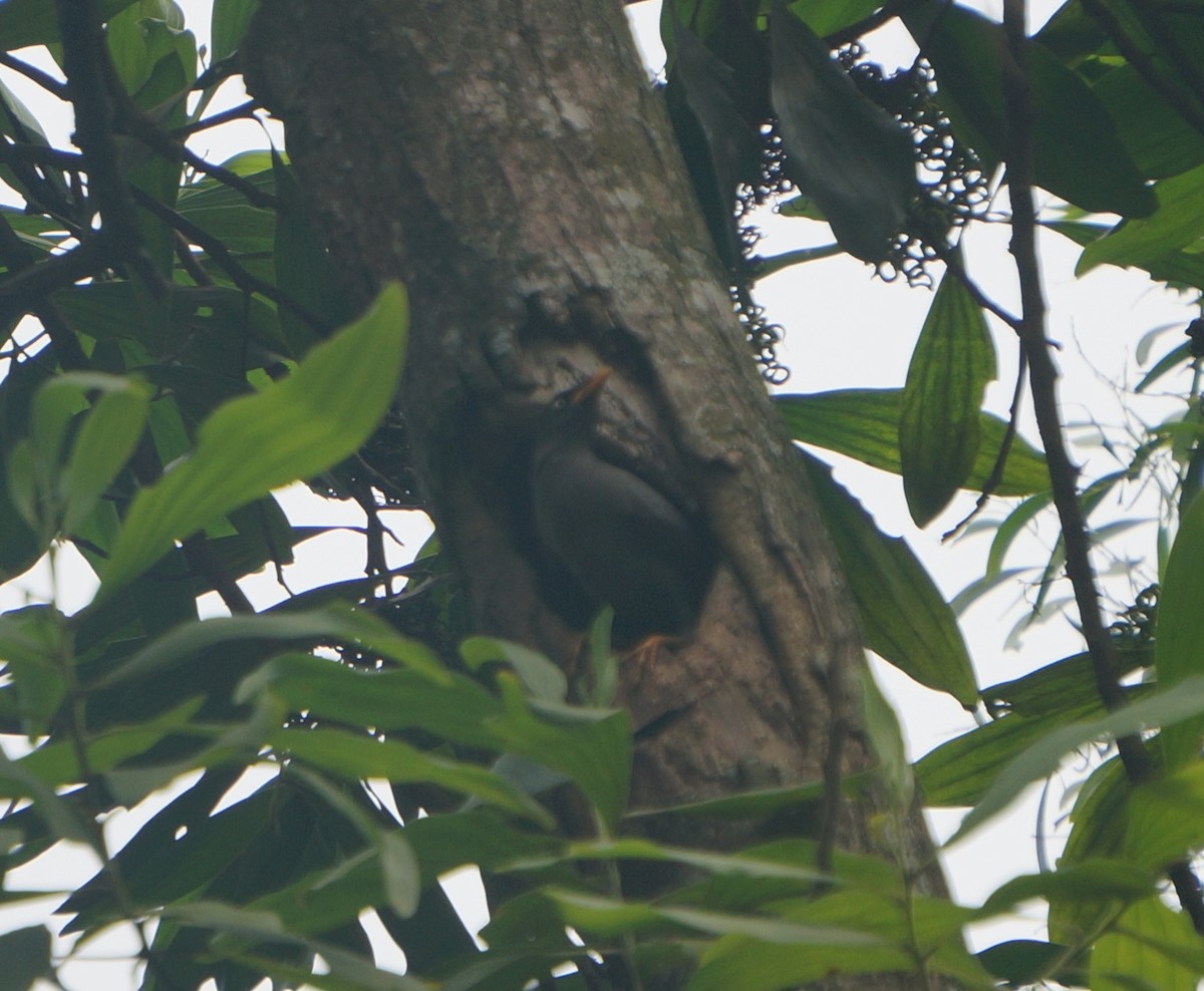 Javan Myna - ML638179072