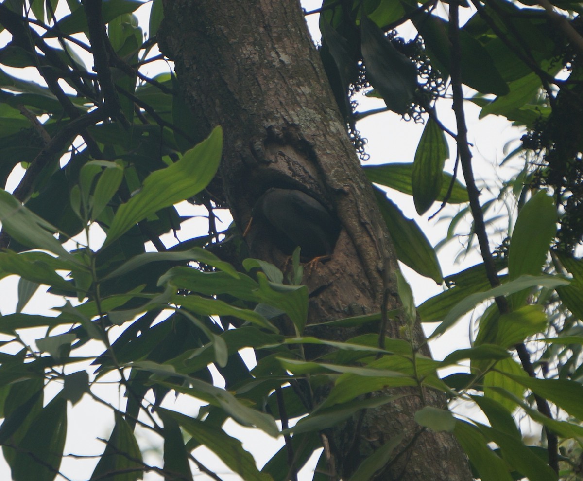 Javan Myna - ML638179073