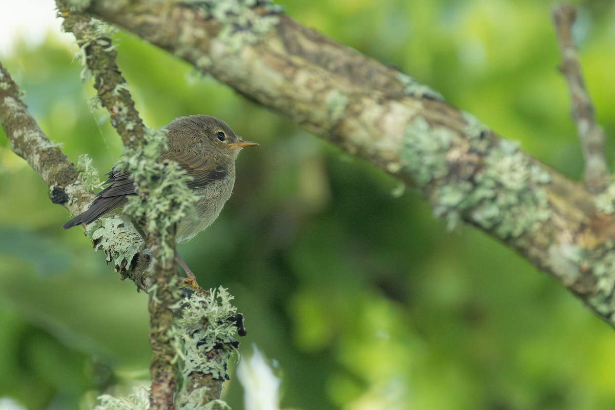 Garden Warbler - ML638179088
