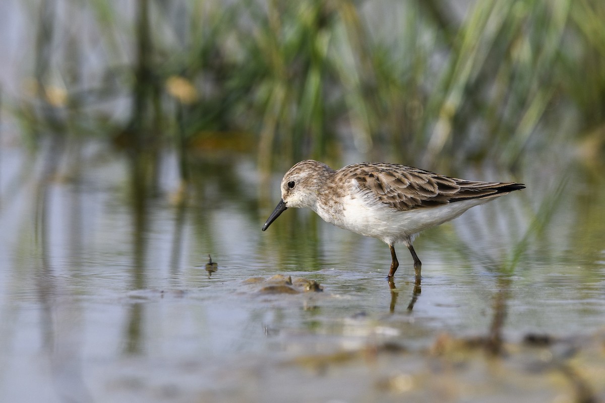 Little Stint - ML638179094