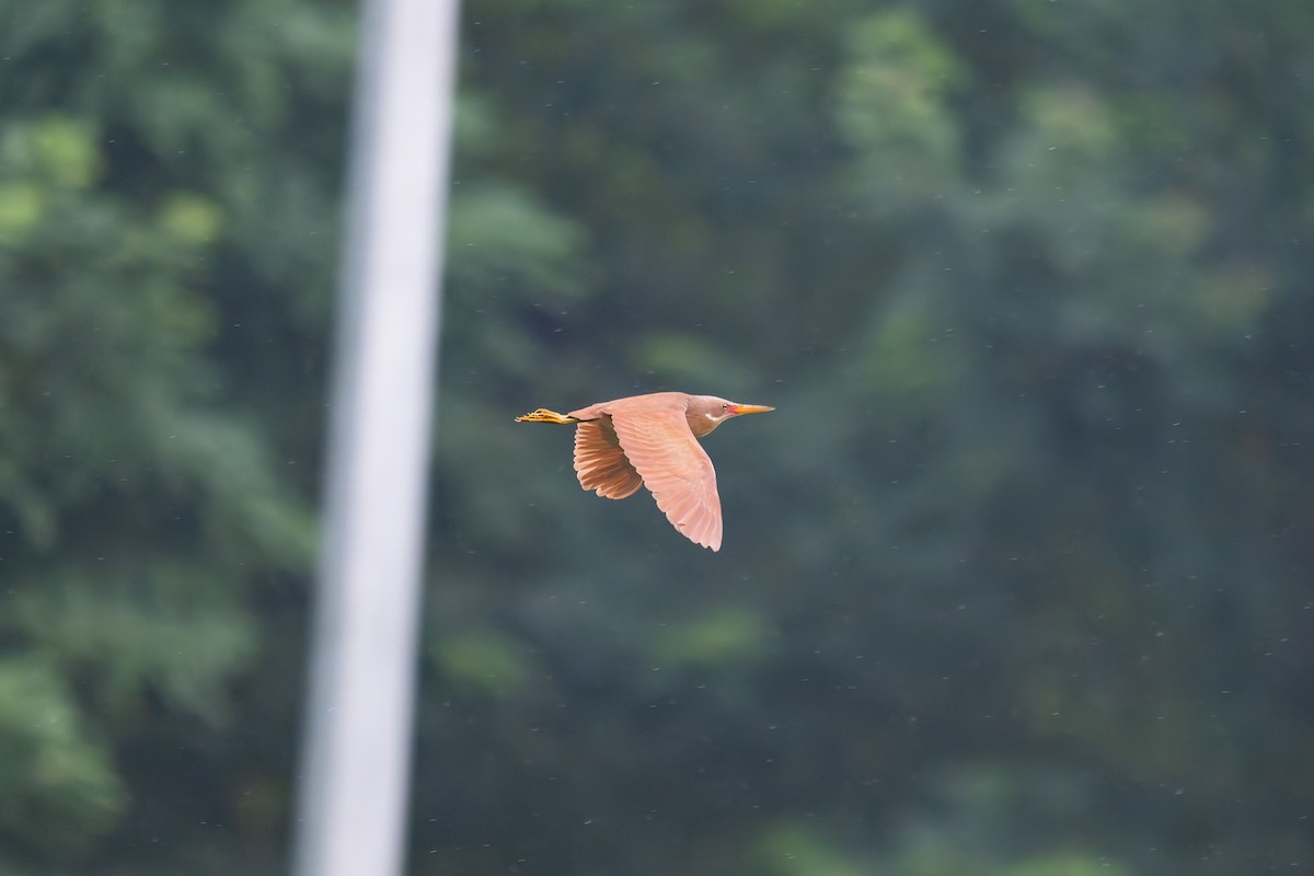 Cinnamon Bittern - ML638179097