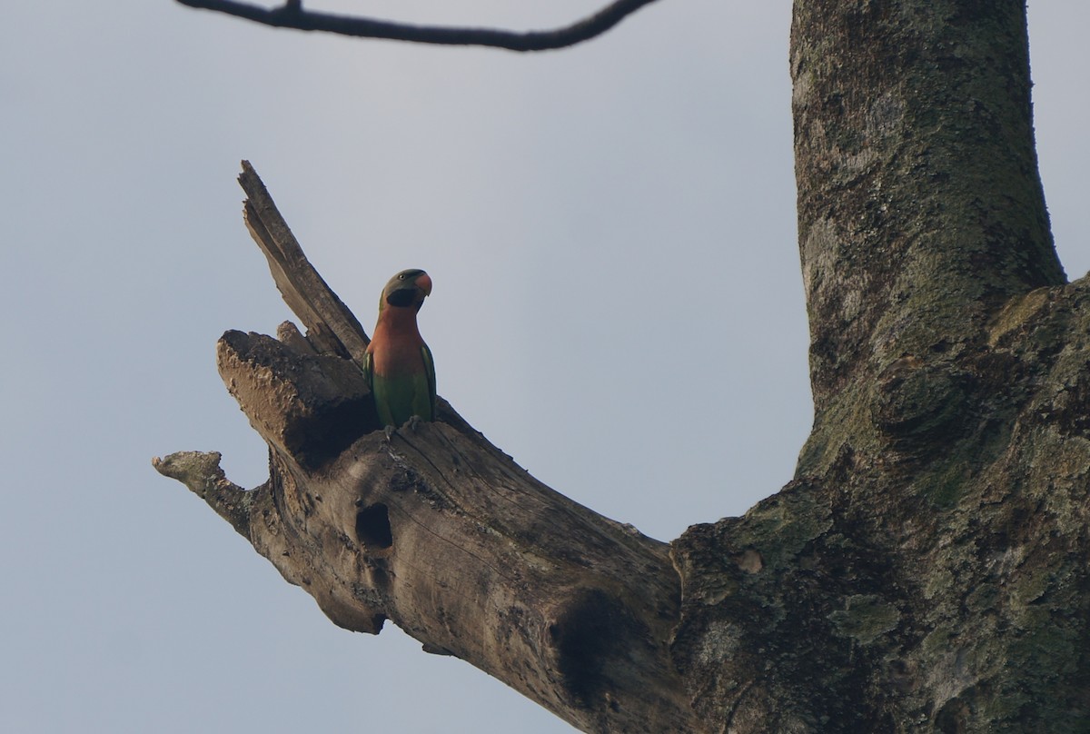 Red-breasted Parakeet - ML638179151