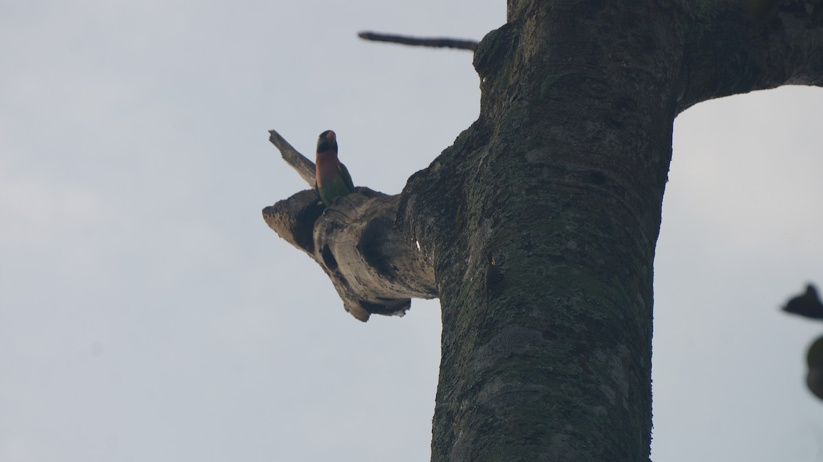 Red-breasted Parakeet - ML638179164
