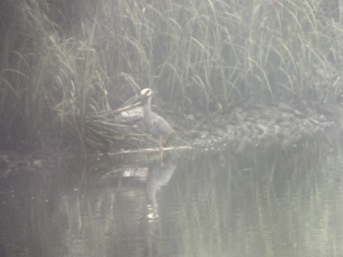 Yellow-crowned Night Heron - ML638179167
