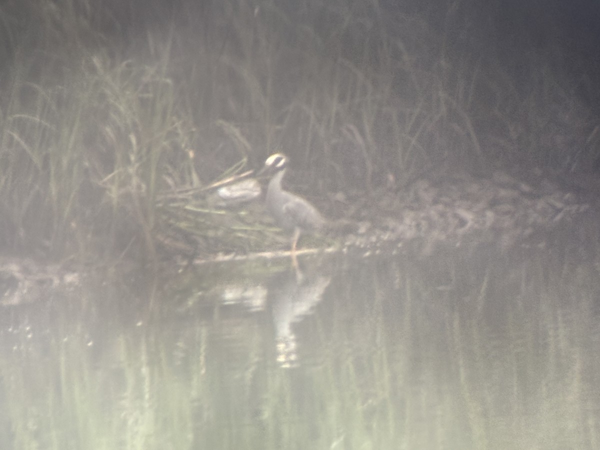 Yellow-crowned Night Heron - ML638179168