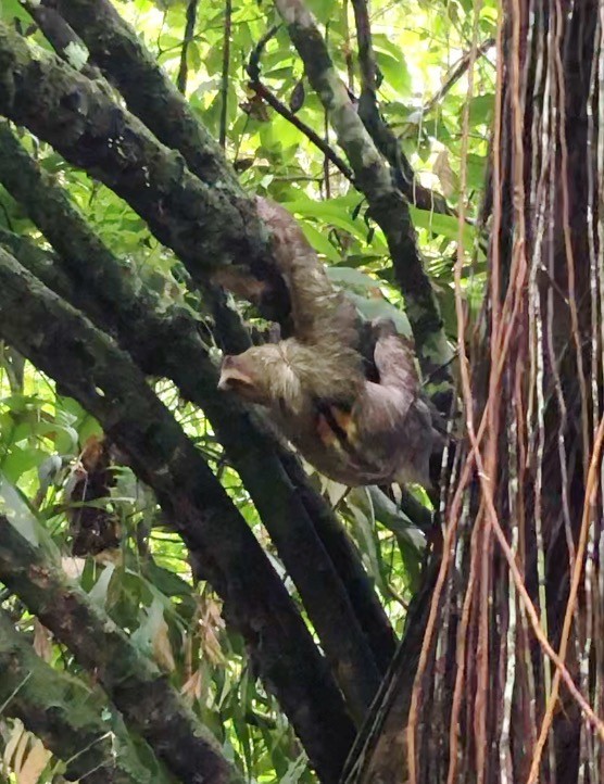 Three-toed Sloths - ML638179170