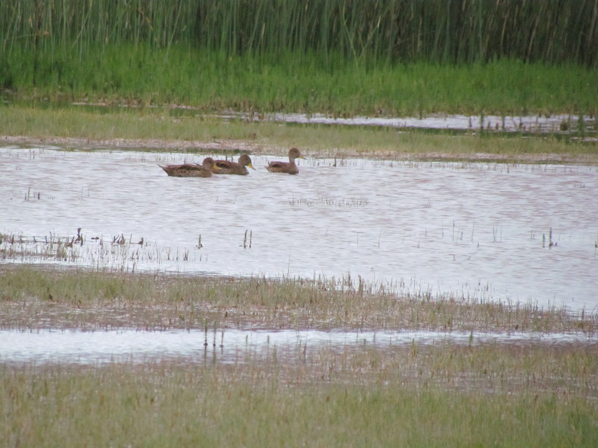 Yellow-billed Pintail - ML638179182