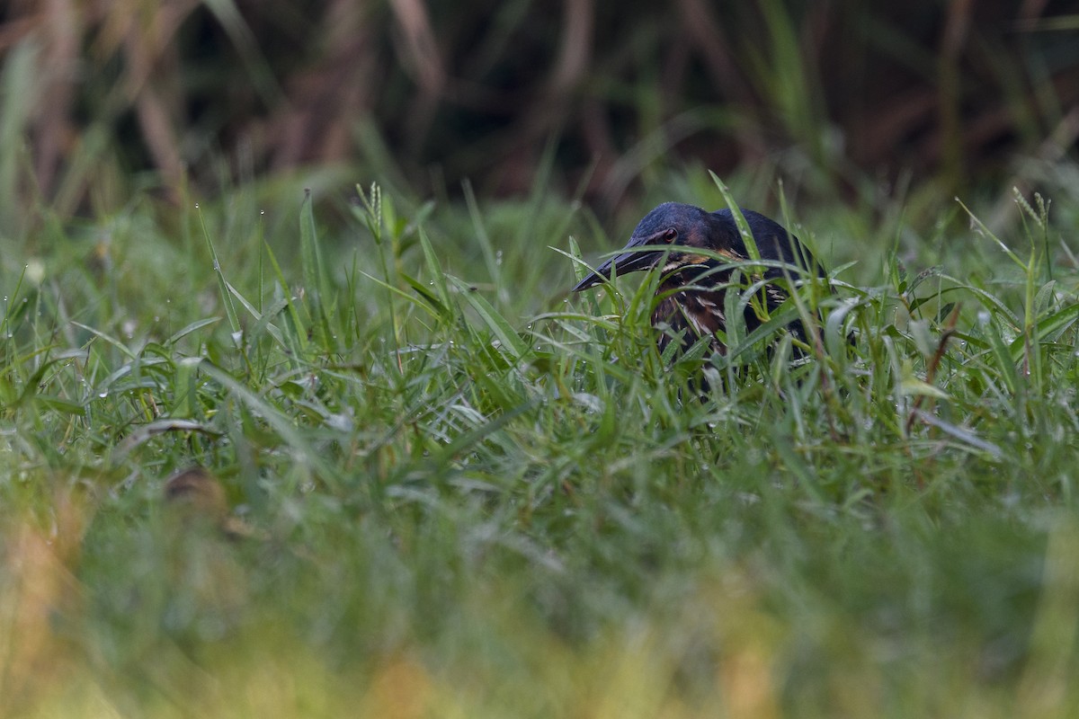 Black Bittern - ML638179193