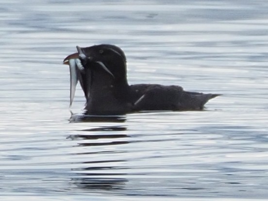 Rhinoceros Auklet - ML638179199