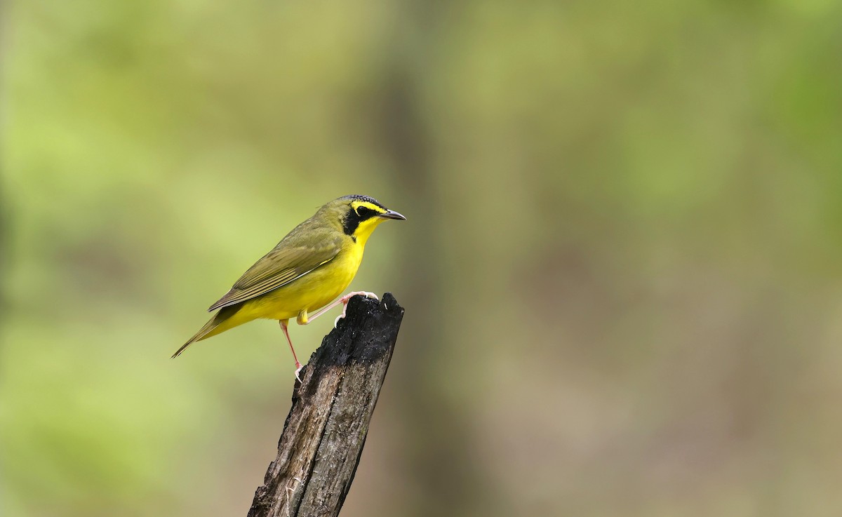 Kentucky Warbler - ML638179200