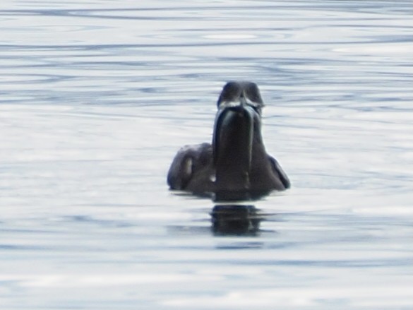 Rhinoceros Auklet - ML638179201