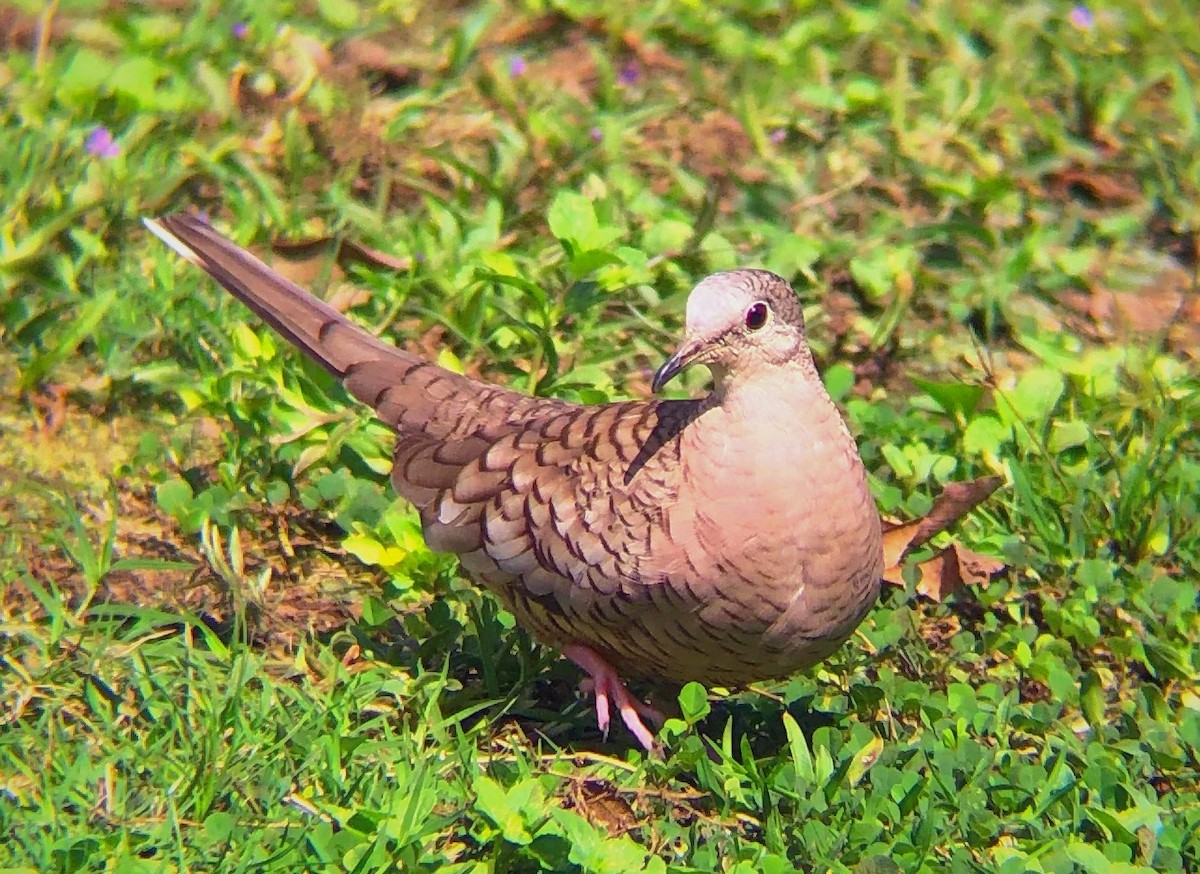 Inca Dove - ML638179207