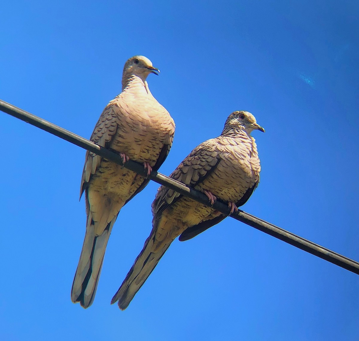 Inca Dove - ML638179208