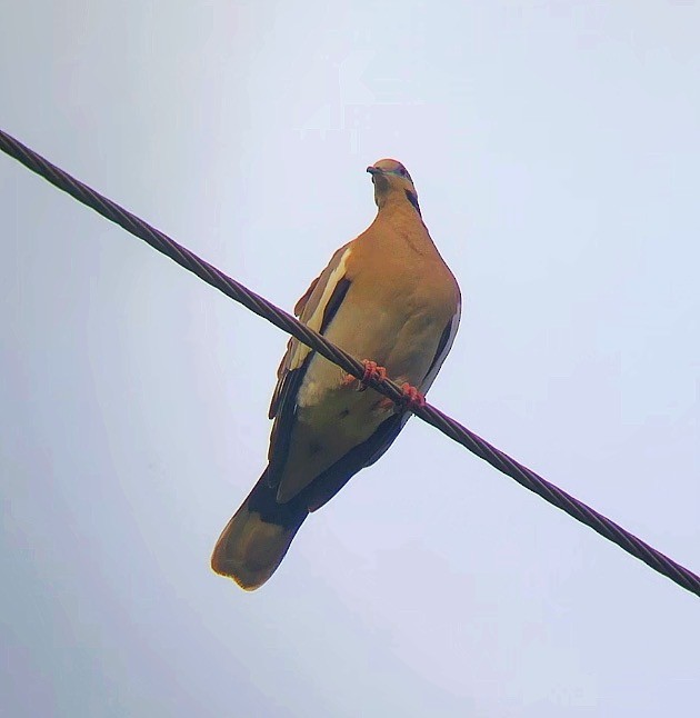 White-winged Dove - ML638179212