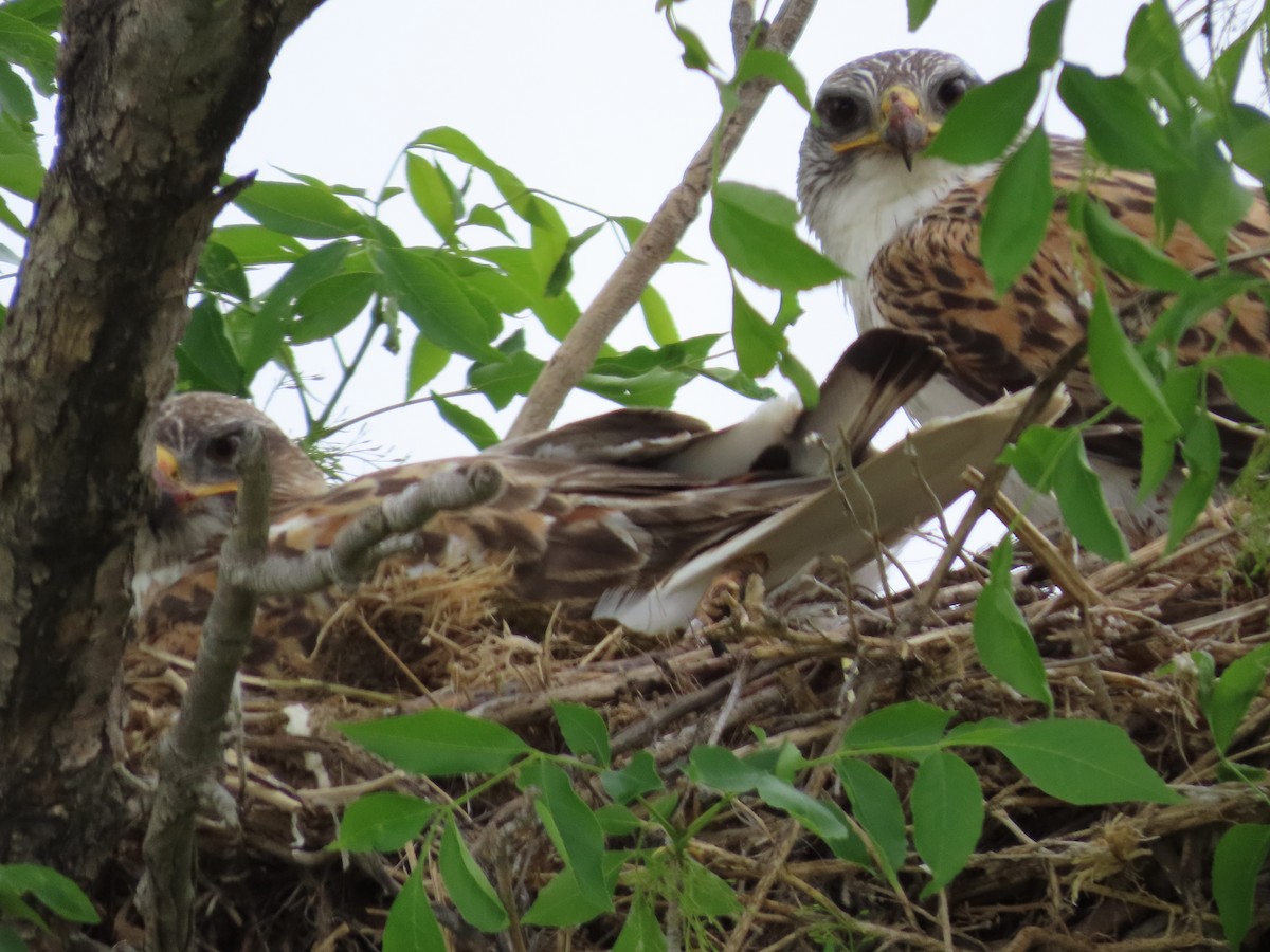 Ferruginous Hawk - ML638179221