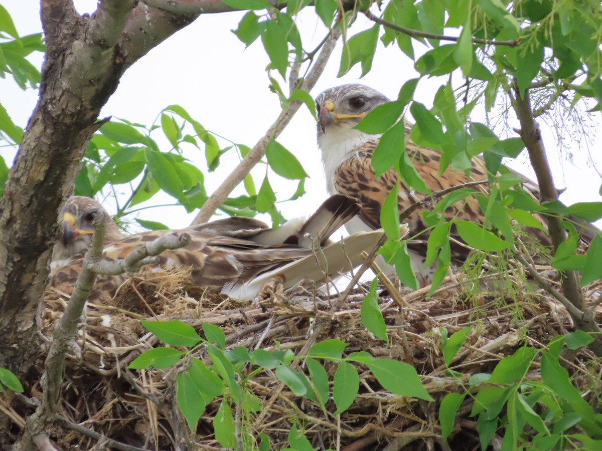 Ferruginous Hawk - ML638179222