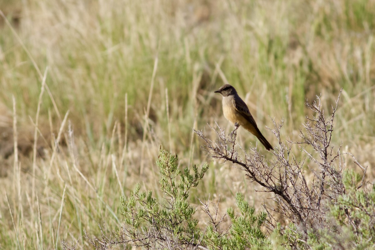 Say's Phoebe - ML638179225