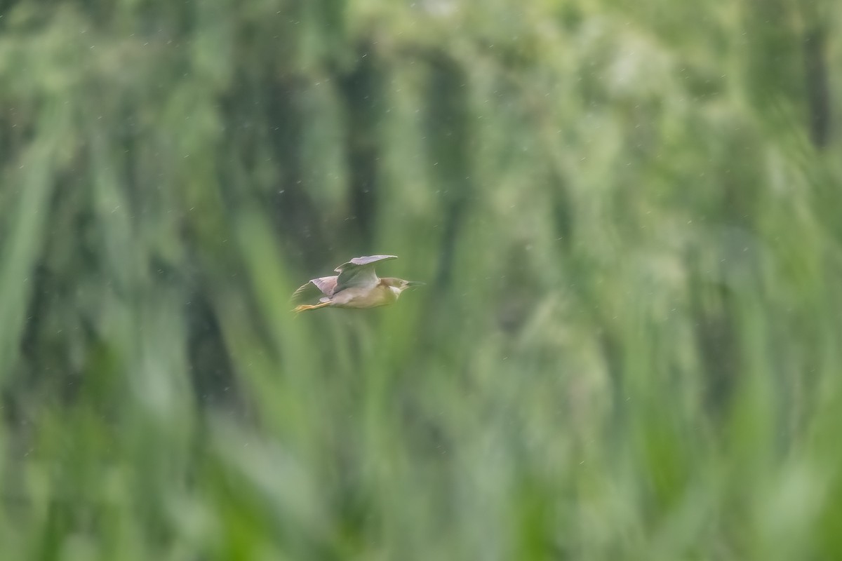 Schrenck's Bittern - ML638179227