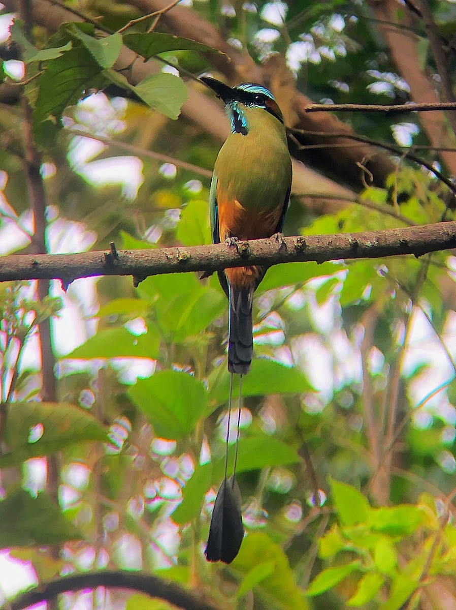 Turquoise-browed Motmot - ML638179235