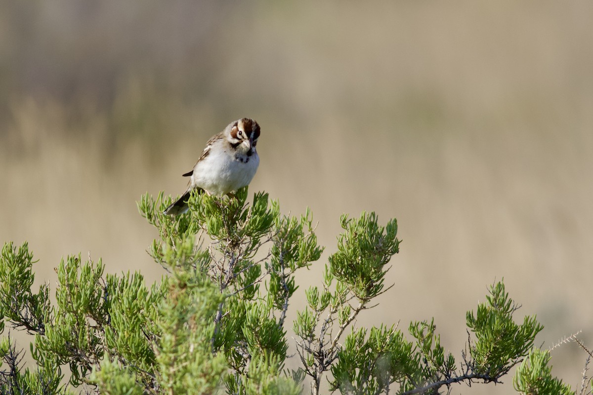 Lark Sparrow - ML638179244