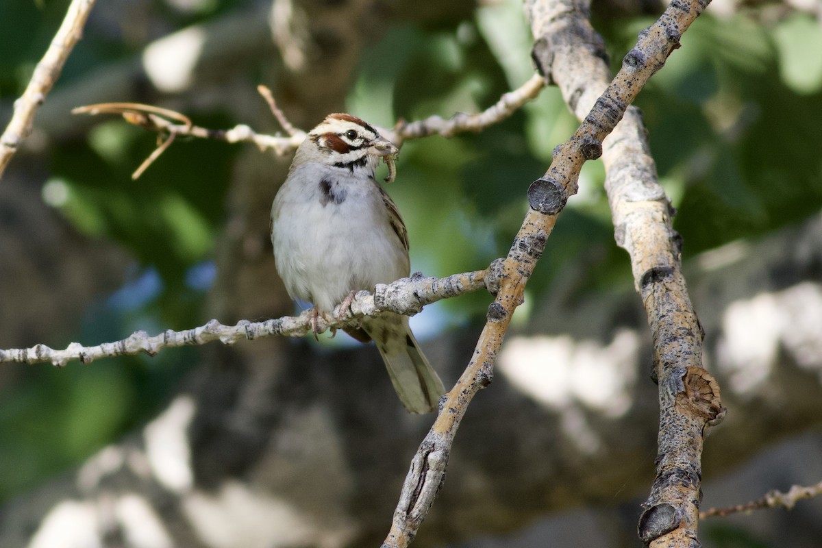 Lark Sparrow - ML638179248