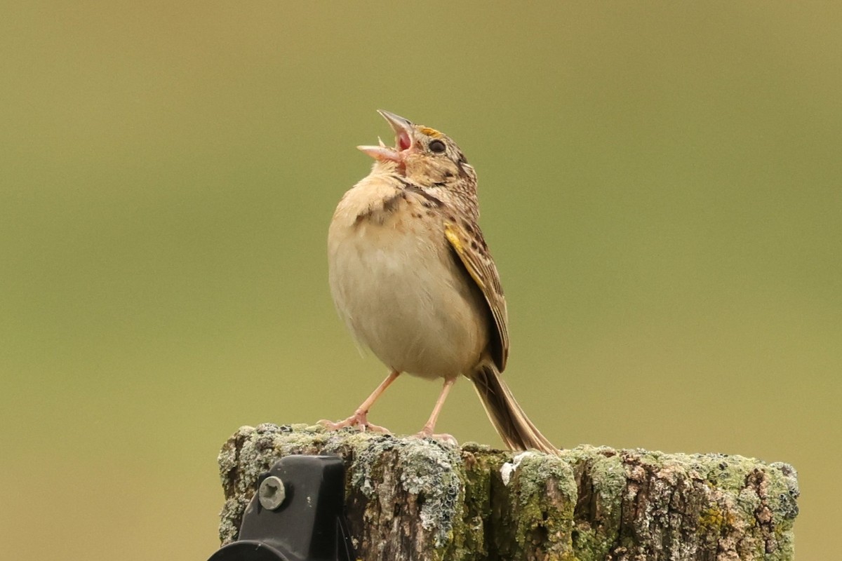 Grasshopper Sparrow - ML638179253