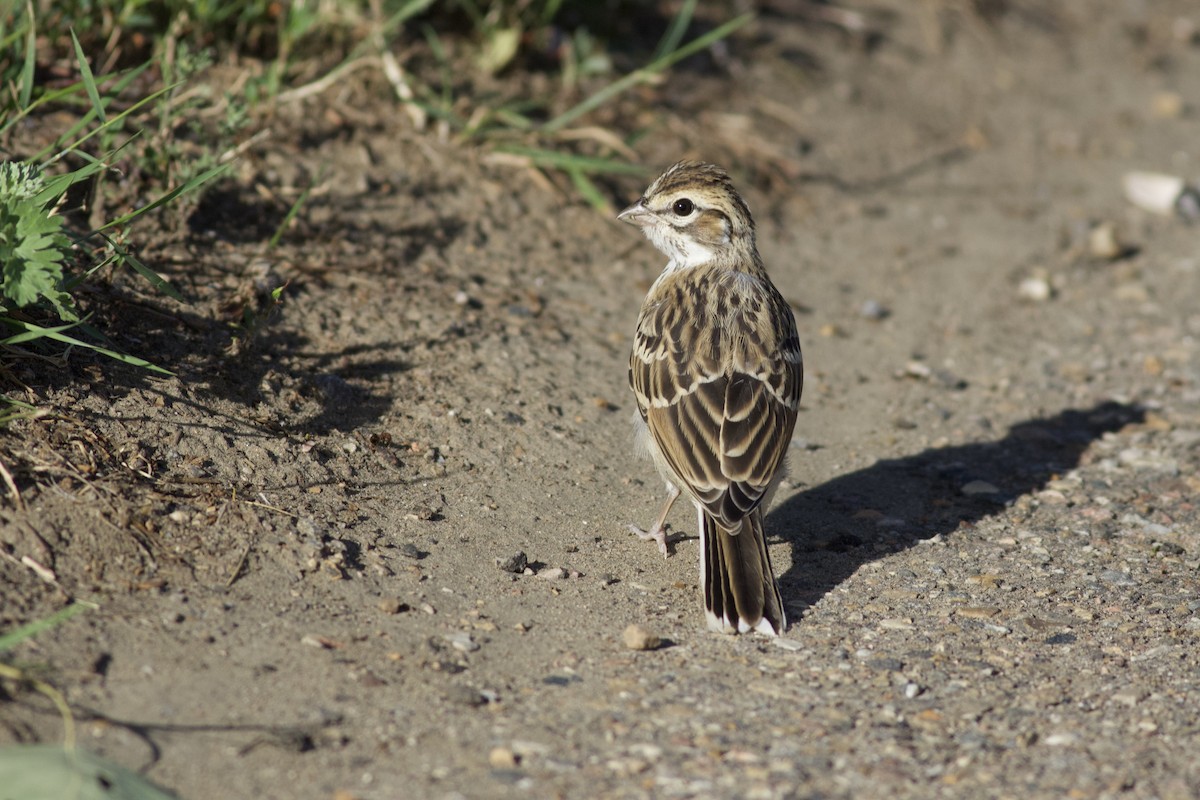 Lark Sparrow - ML638179254
