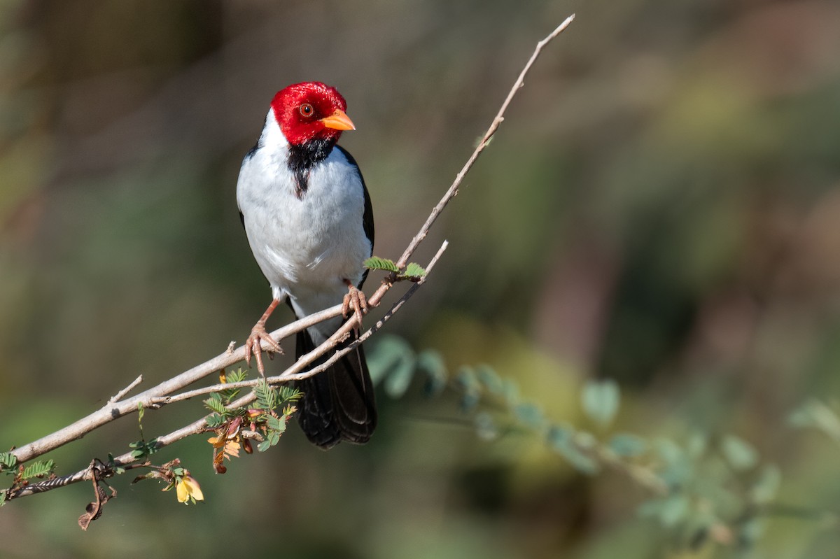 Yellow-billed Cardinal - ML638179256