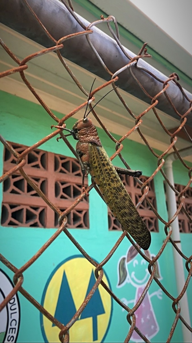 Insects - ML638179266