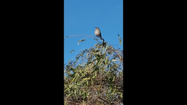 White-banded Mockingbird - ML638179279