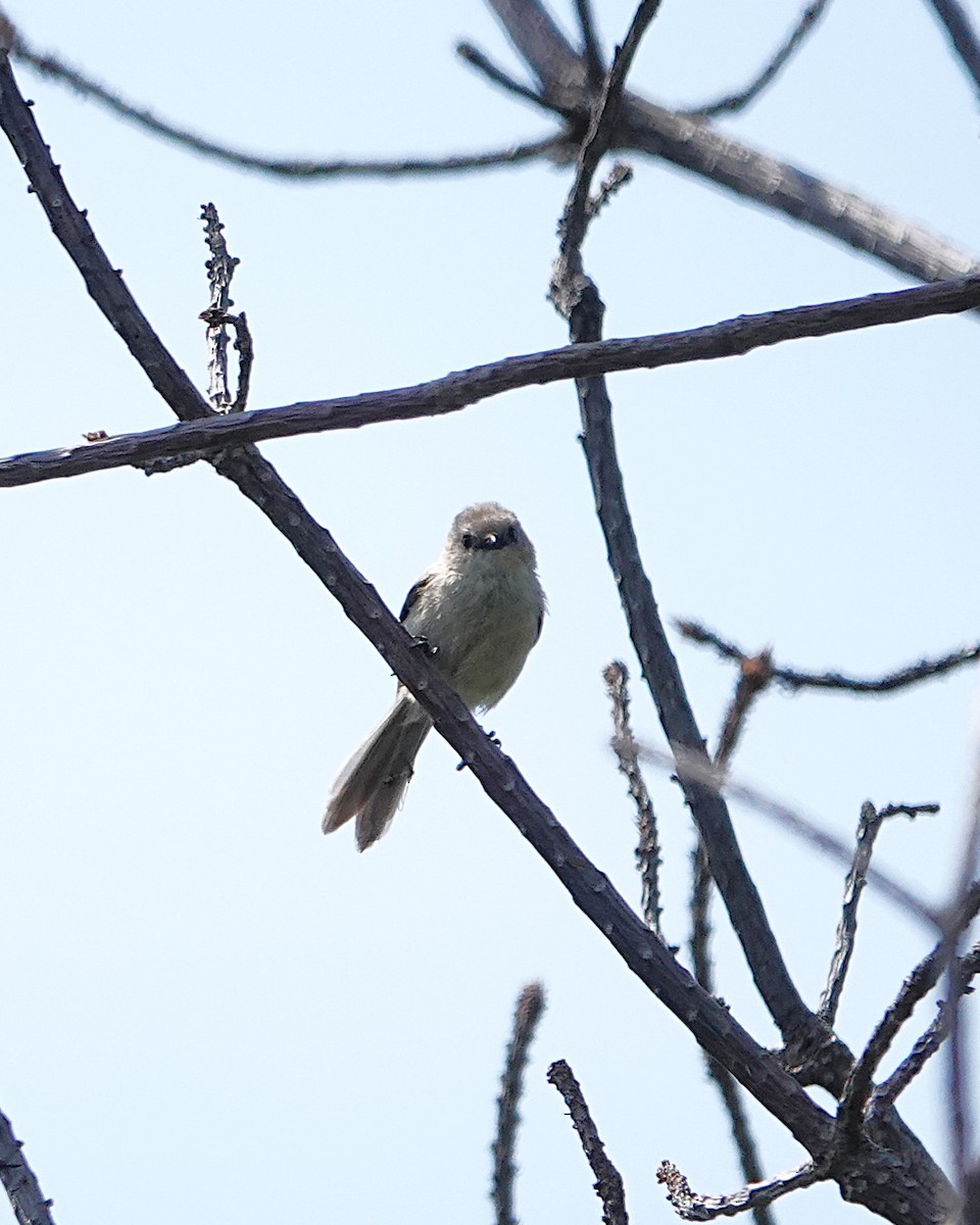 Bushtit - ML638179281