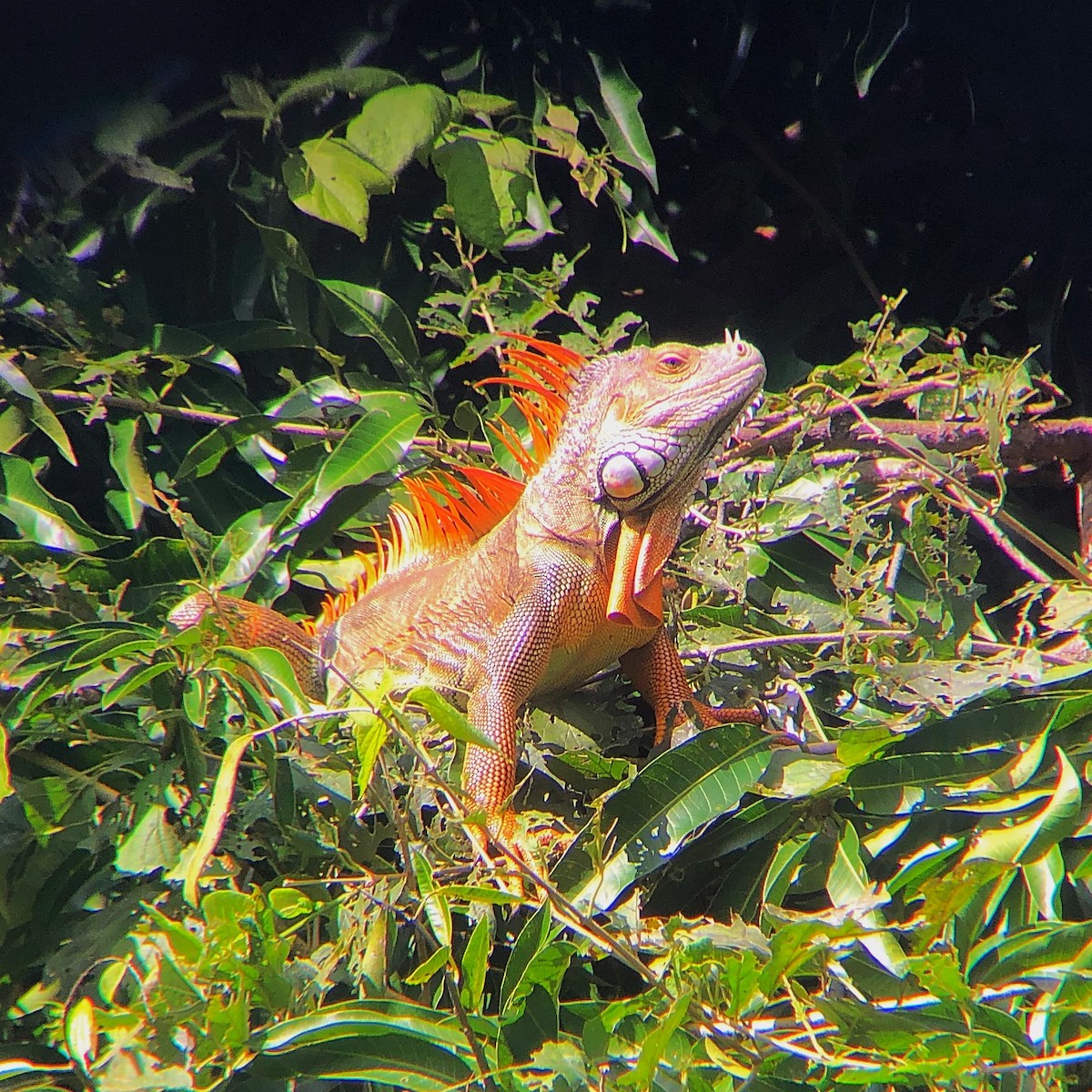 Iguanas and Chuckwallas - ML638179283