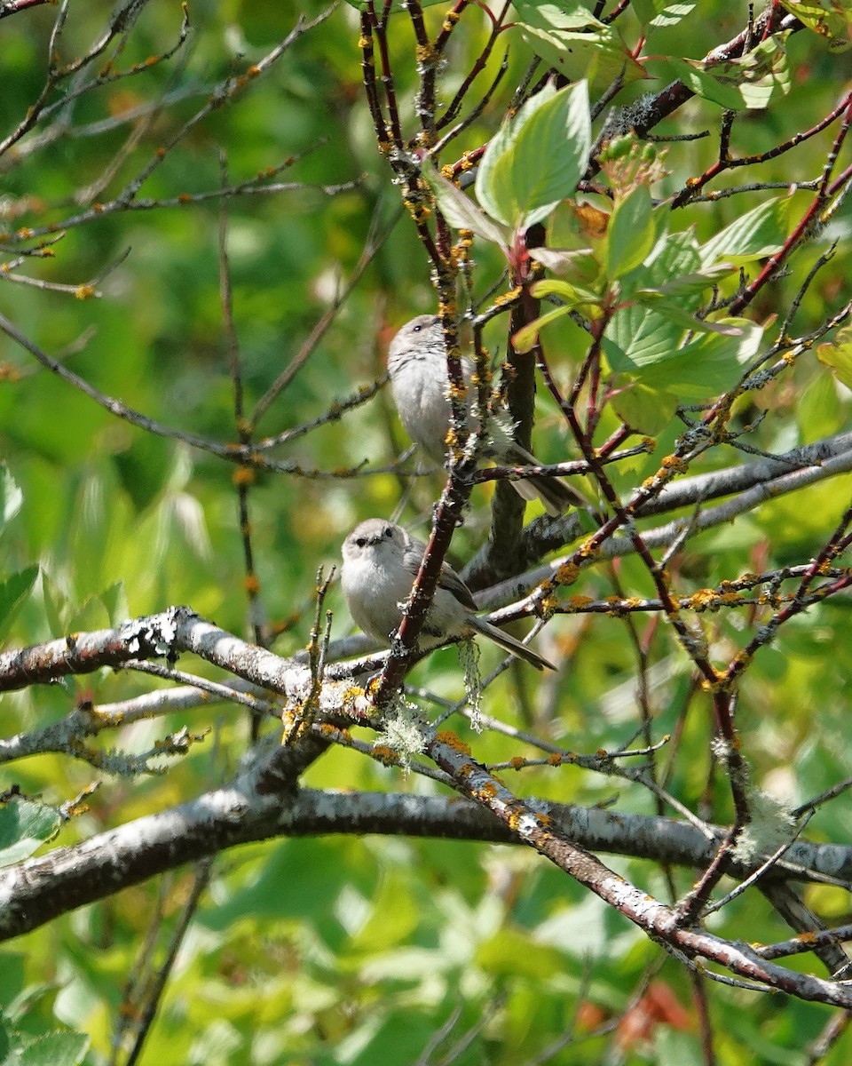 Bushtit - ML638179286