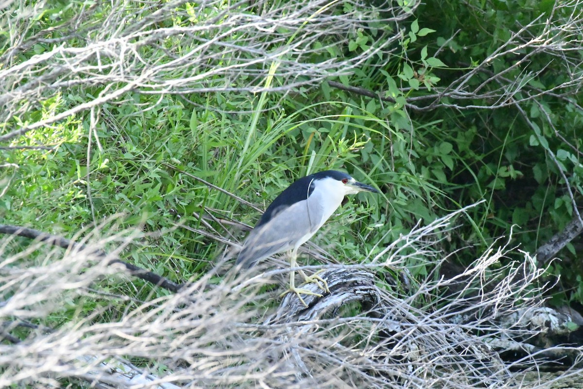 Black-crowned Night Heron - ML638179287
