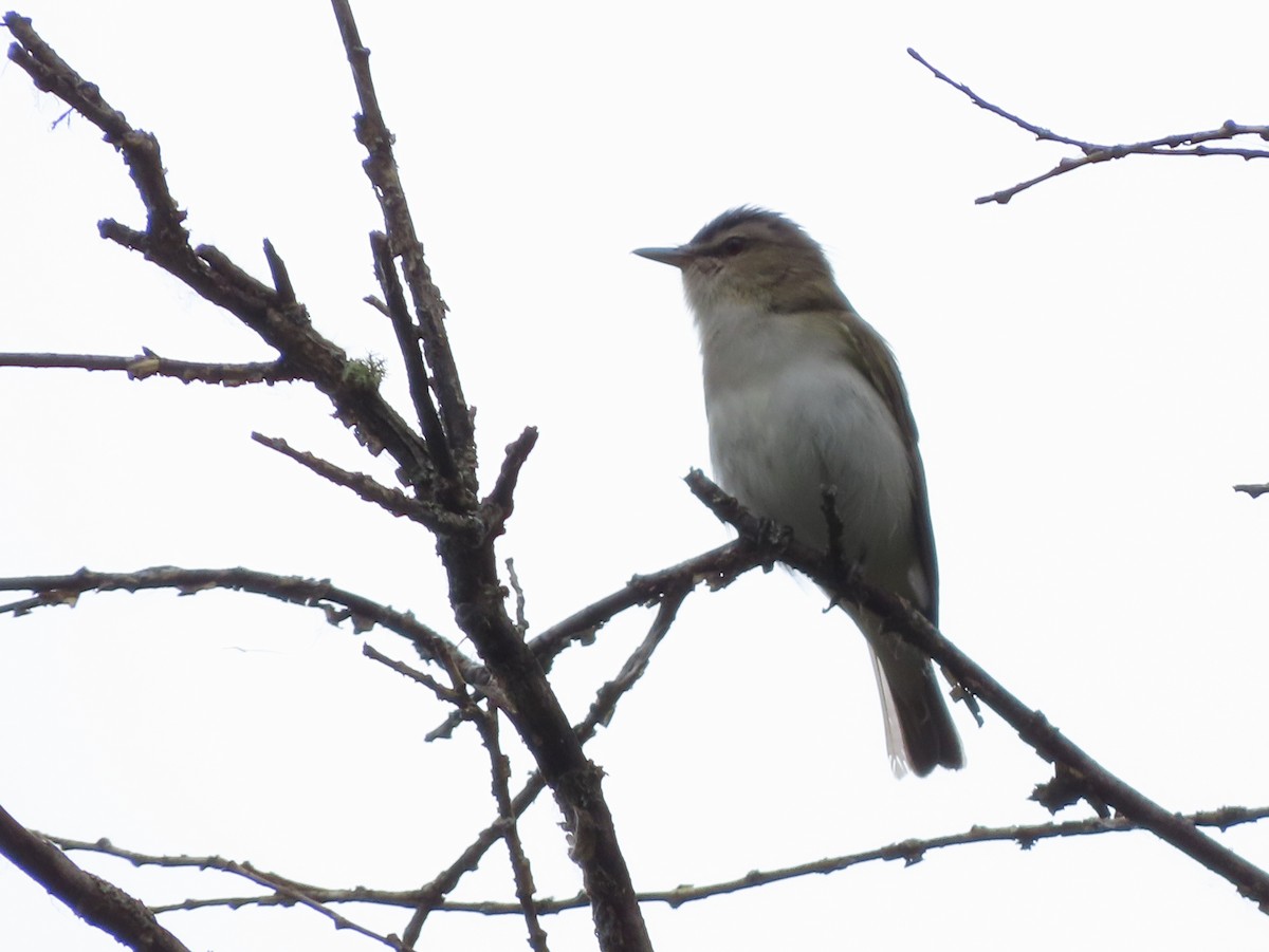 Red-eyed Vireo - ML638179288