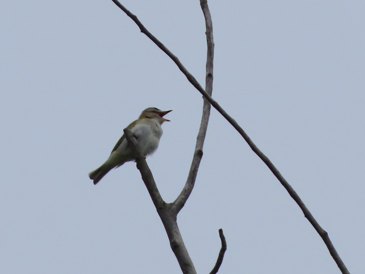Red-eyed Vireo - ML638179289